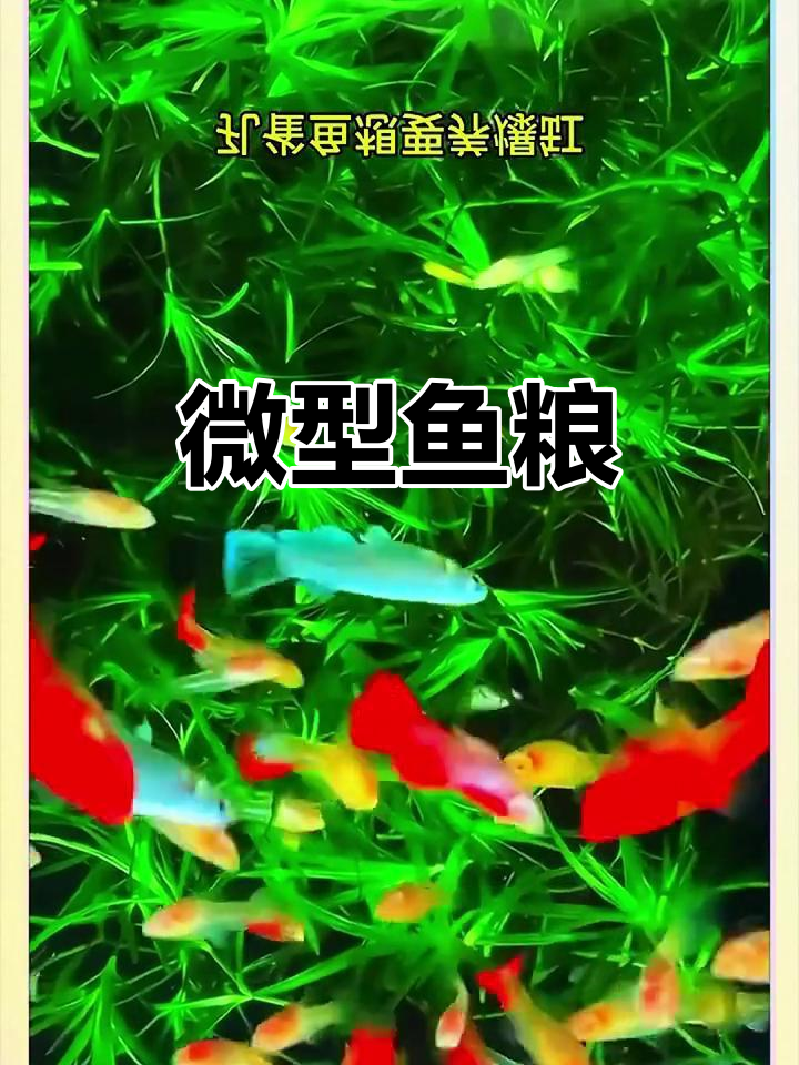 小型鱼粮,增色微粒,适合幼鱼及凤尾斗鱼的营养需求