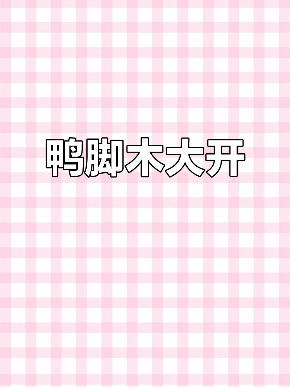 鸭脚木花开,美丽绽放