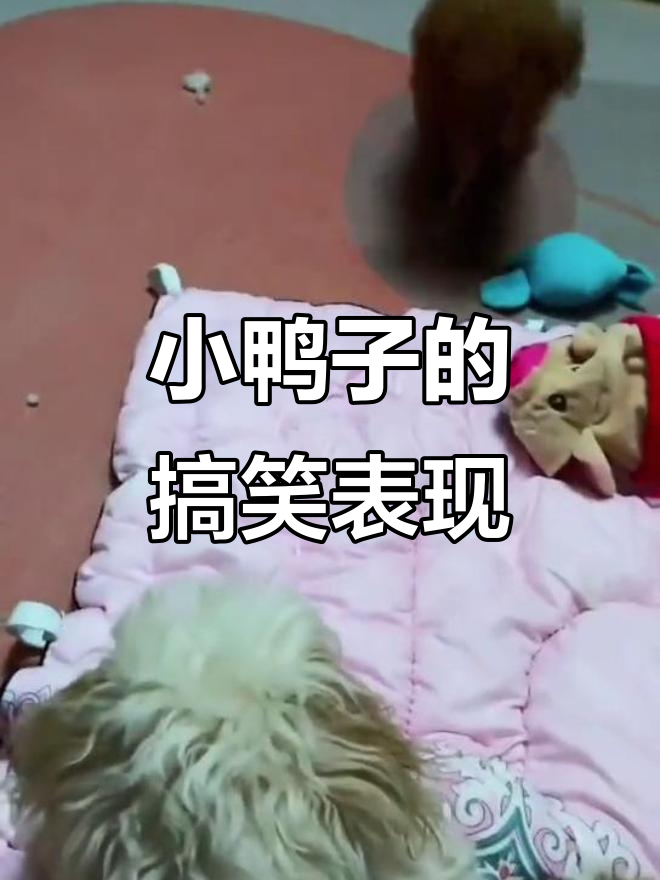 宠物乐园的疯狂叫声,小鸭子成了“疯子”