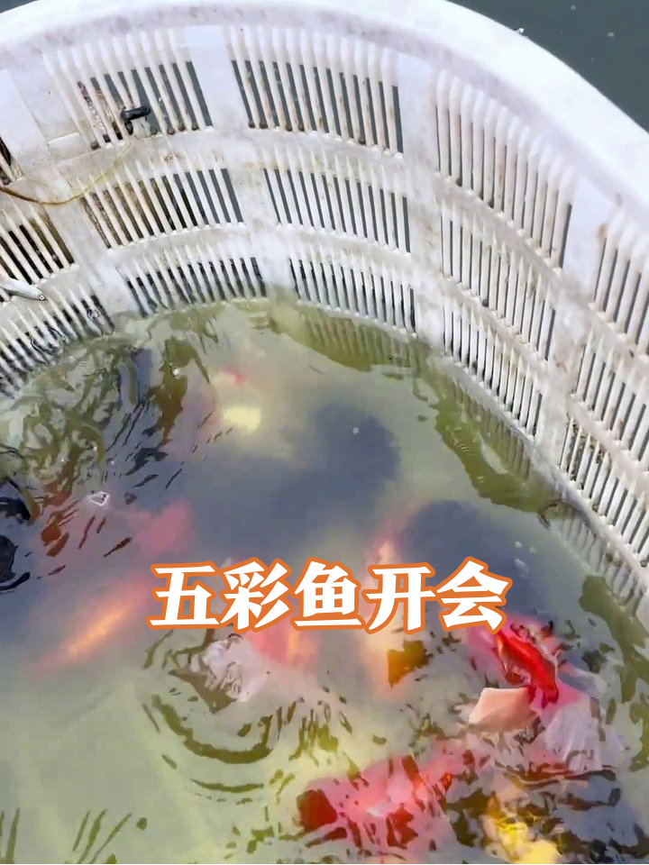 塑料筐里金鱼开派对,五彩斑斓挤爆画面