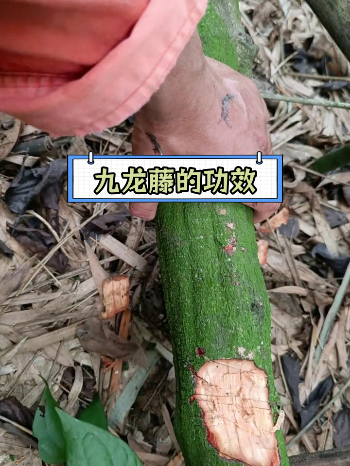 九龙藤的药用功效与作用