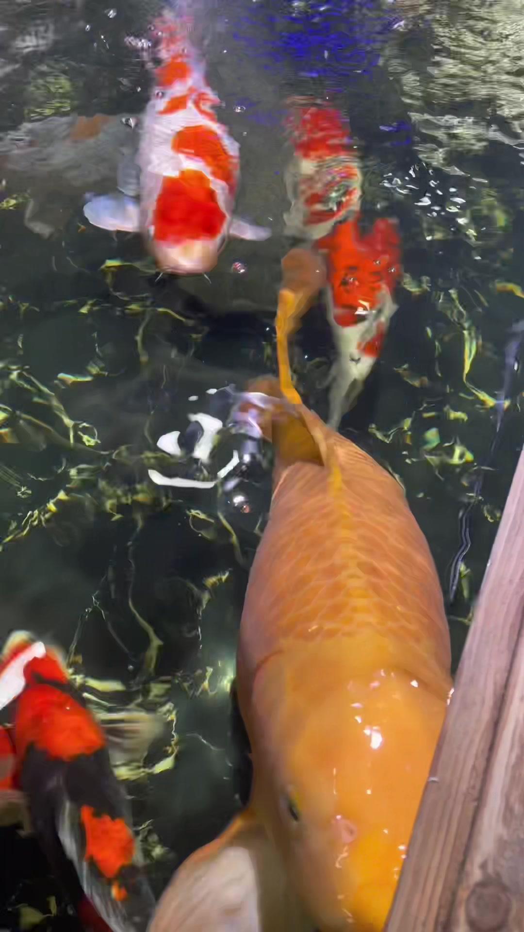 大黄介子鲤真亲人网目清晰泛绿光 锦鲤 观赏鱼 养鱼日记 养鱼人 养鱼养心