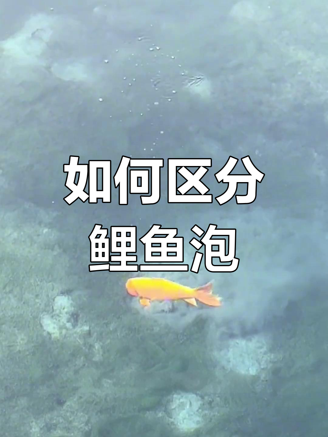 鲤鱼泡与底炮的区别解析