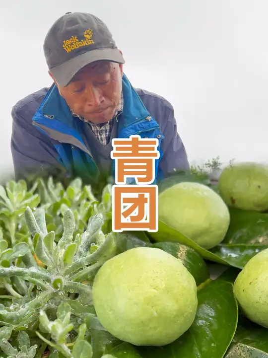 青团的做法,今天用野菜鼠曲草做正宗青团,个个翠绿不塌陷。一口,糯叽叽的,满是春天的味道。春