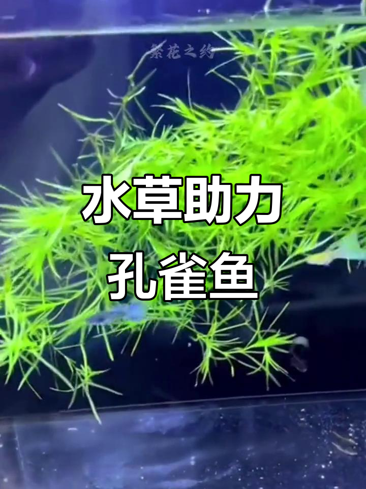 孔雀鱼繁殖频繁,水草提供庇护,轻松养护不费事