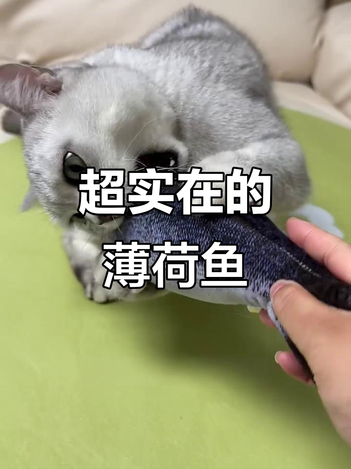 猫咪疯狂上头的薄荷鱼,肚子里全是猫薄荷!