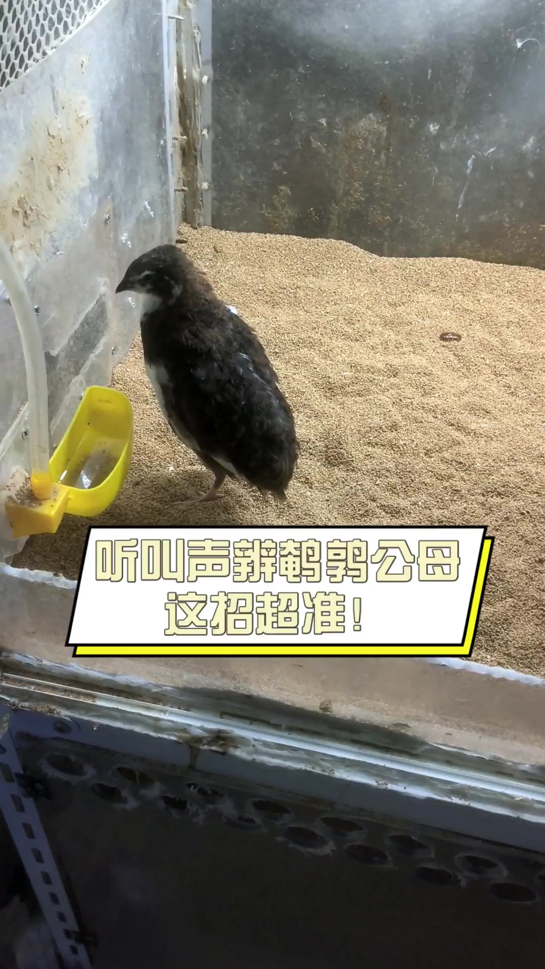 听叫声辨鹌鹑公母,这招超准!