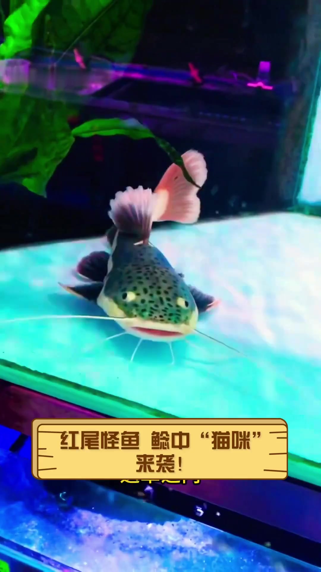 红尾怪鱼,鲶中“猫咪”来袭!