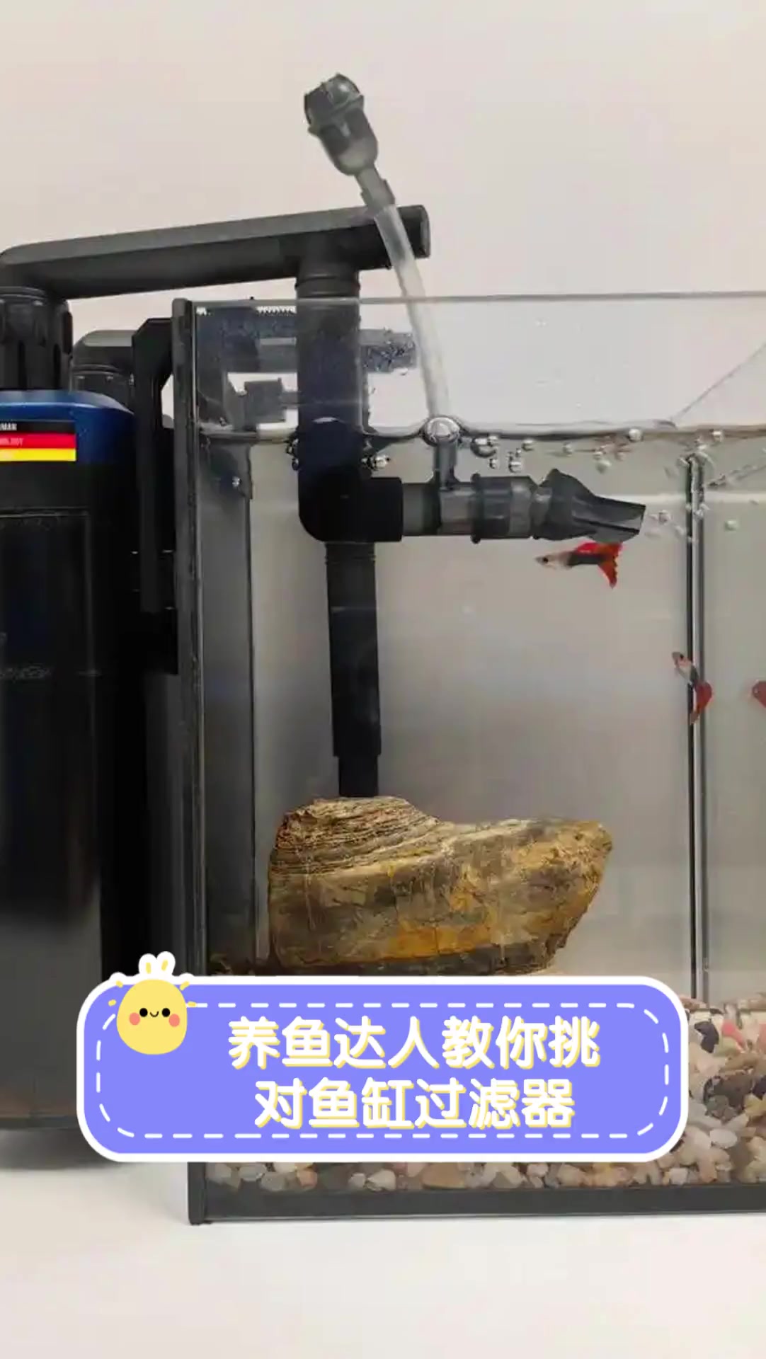 养鱼达人教你挑对鱼缸过滤器