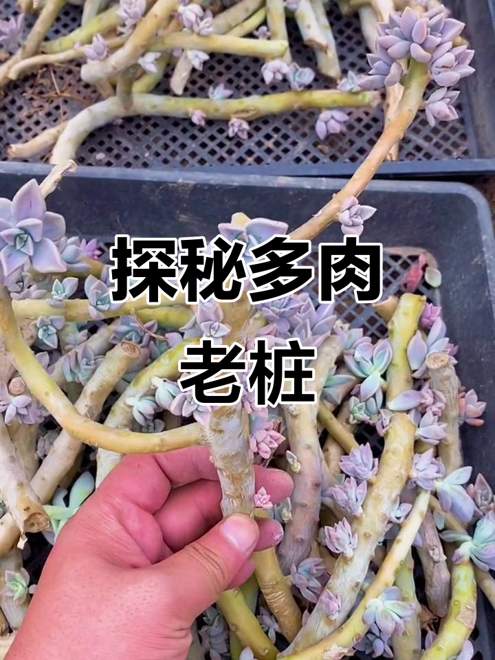 多肉老桩的秘密:从腰桩到巨型桩,一切皆有可能