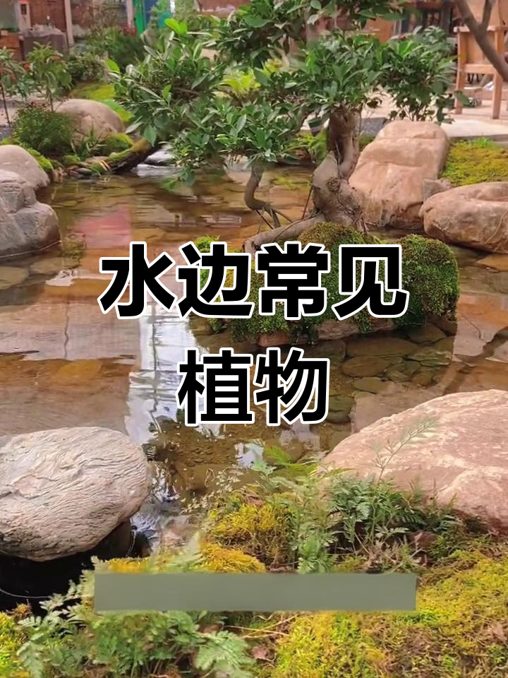 适合溪流鱼池的挺水植物推荐