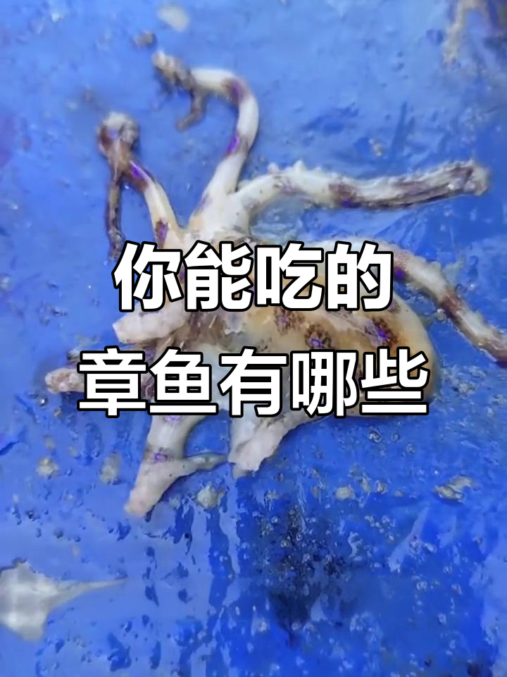 13种章鱼,哪些能吃?哪些有毒?