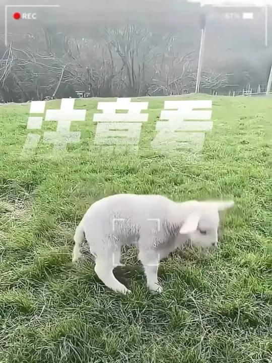 不会剪辑视频的有救了!根据攻略调整参数,就可以得到……新乡特色红焖羊肉。#游好新乡