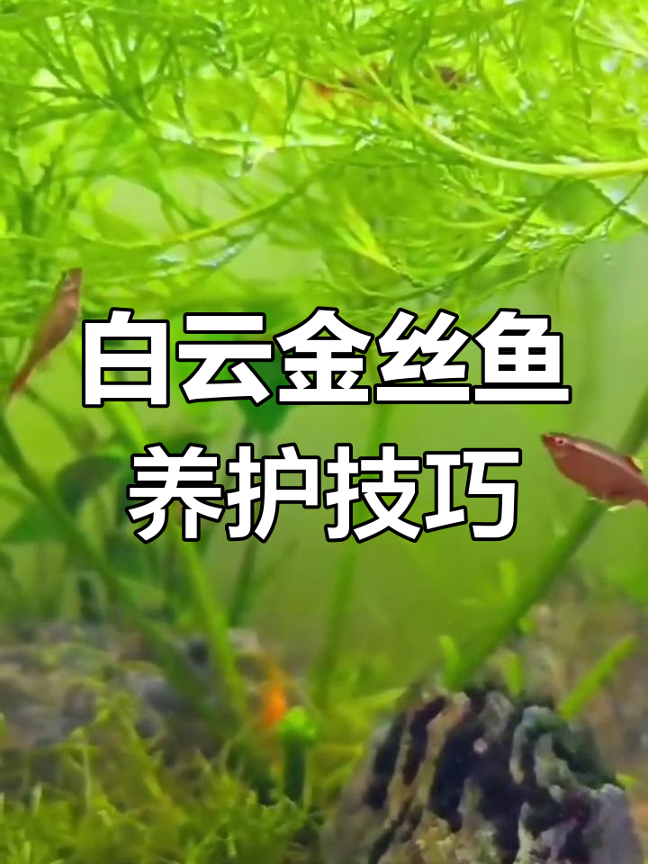 白云金丝鱼:简单饲养,适合混养