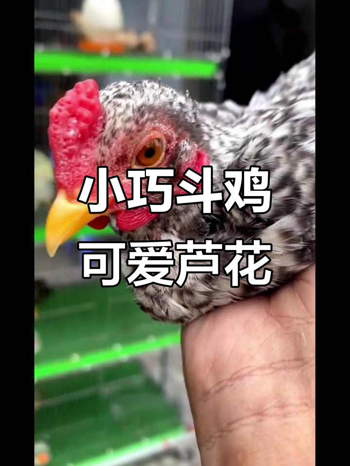 迷你斗鸡,芦花小鸡公四个月萌态十足