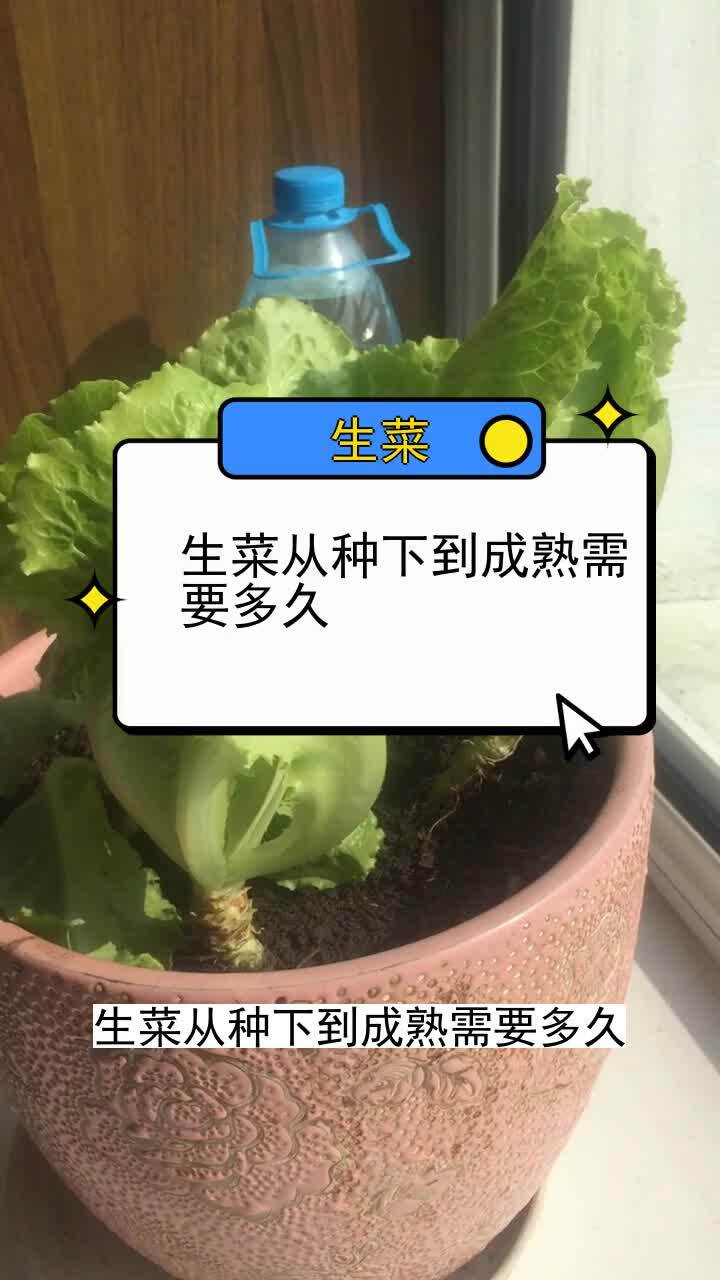 生菜从种下到成熟需要多久 三农种植