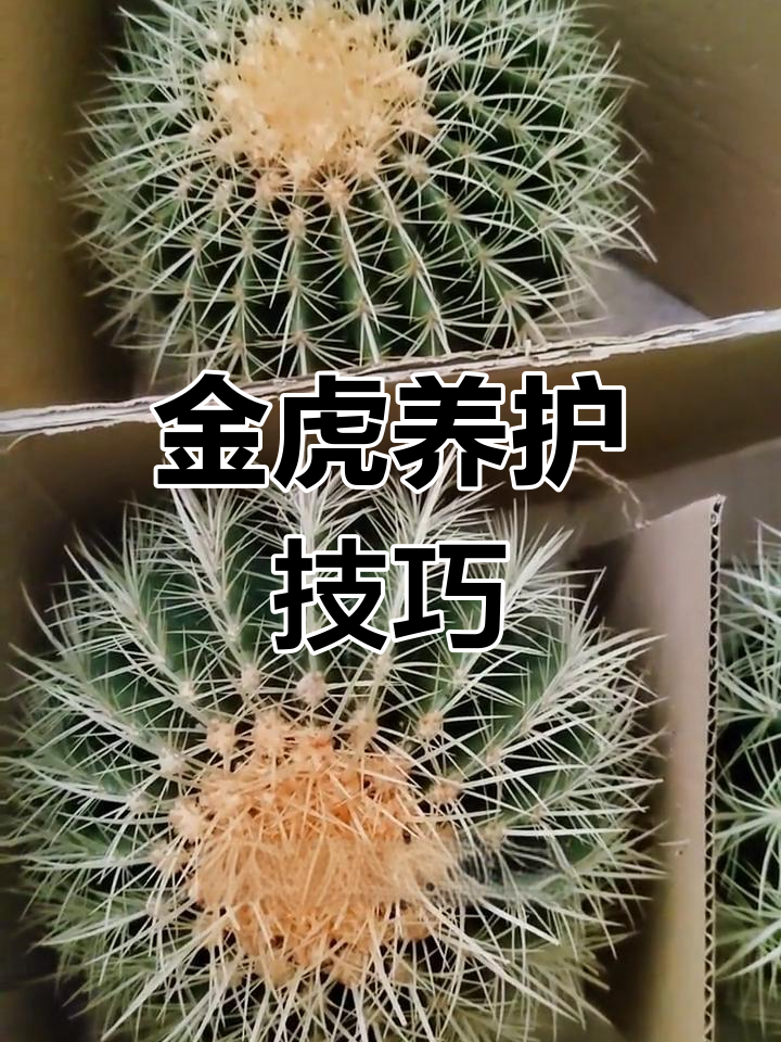 如何正确养护金虎仙人球