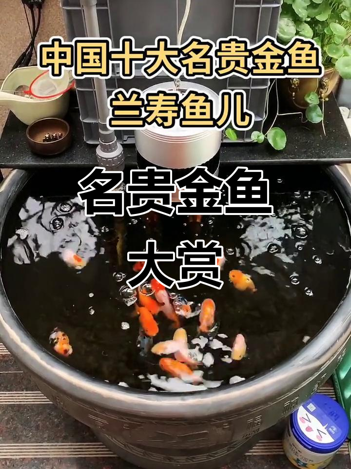 这些金鱼各具特色,珍贵又迷人