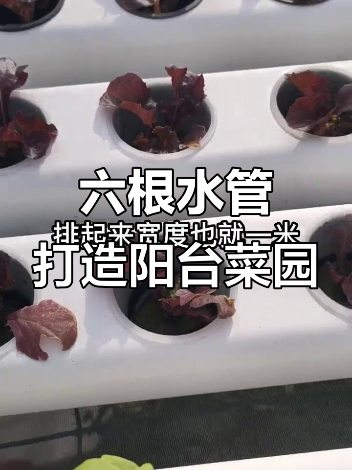 屋顶花园轻松搭建，六根水培管道搞定丰收小菜园