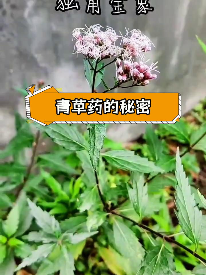 潮汕草药与独角金象
