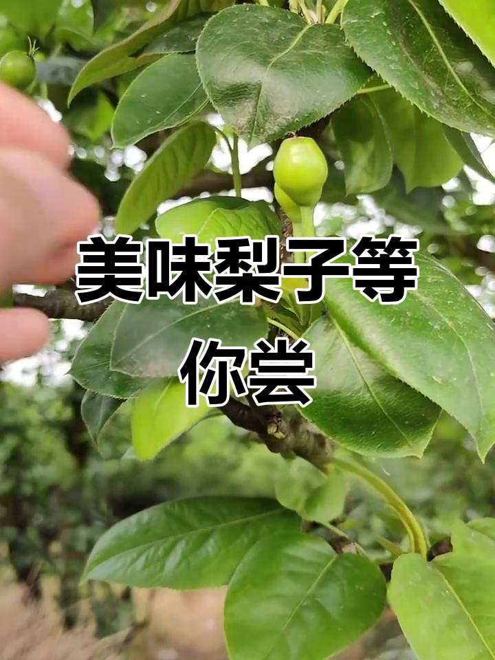 7月梨子成熟,口感绝佳,生长过程全程记录!