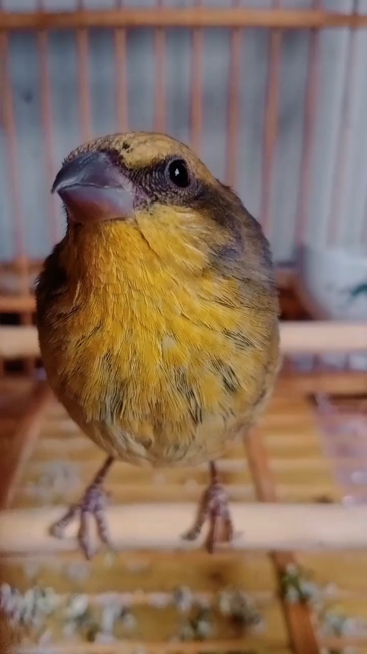 麻料鸟叫声
