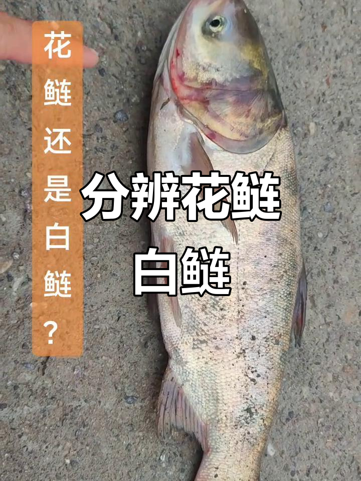 花鲢与白鲢的区别,如何区分花脸和白嘴
