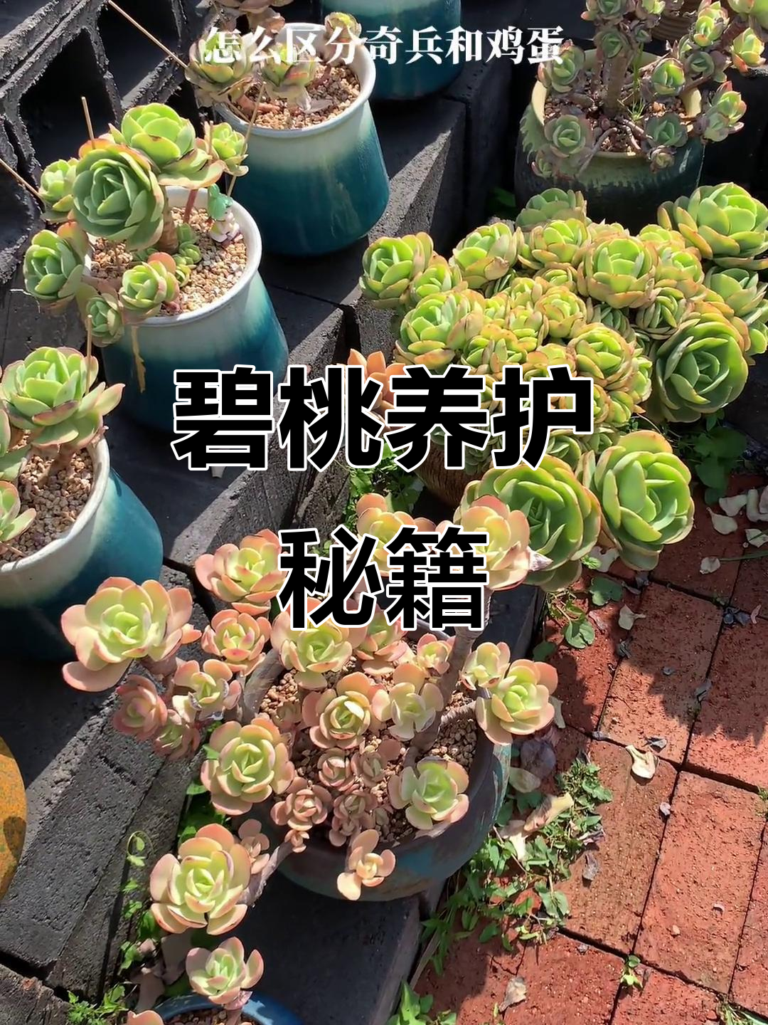 鸡蛋碧桃与奇兵碧桃虽不同,但养护方法相同