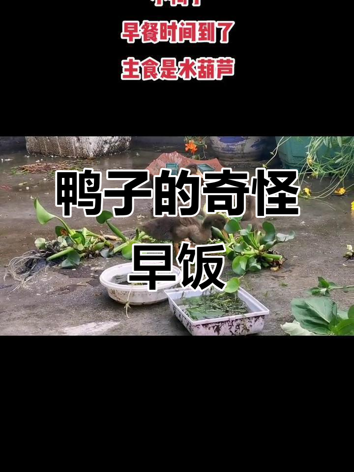 鸭子早餐吃水葫芦，行为超迷惑