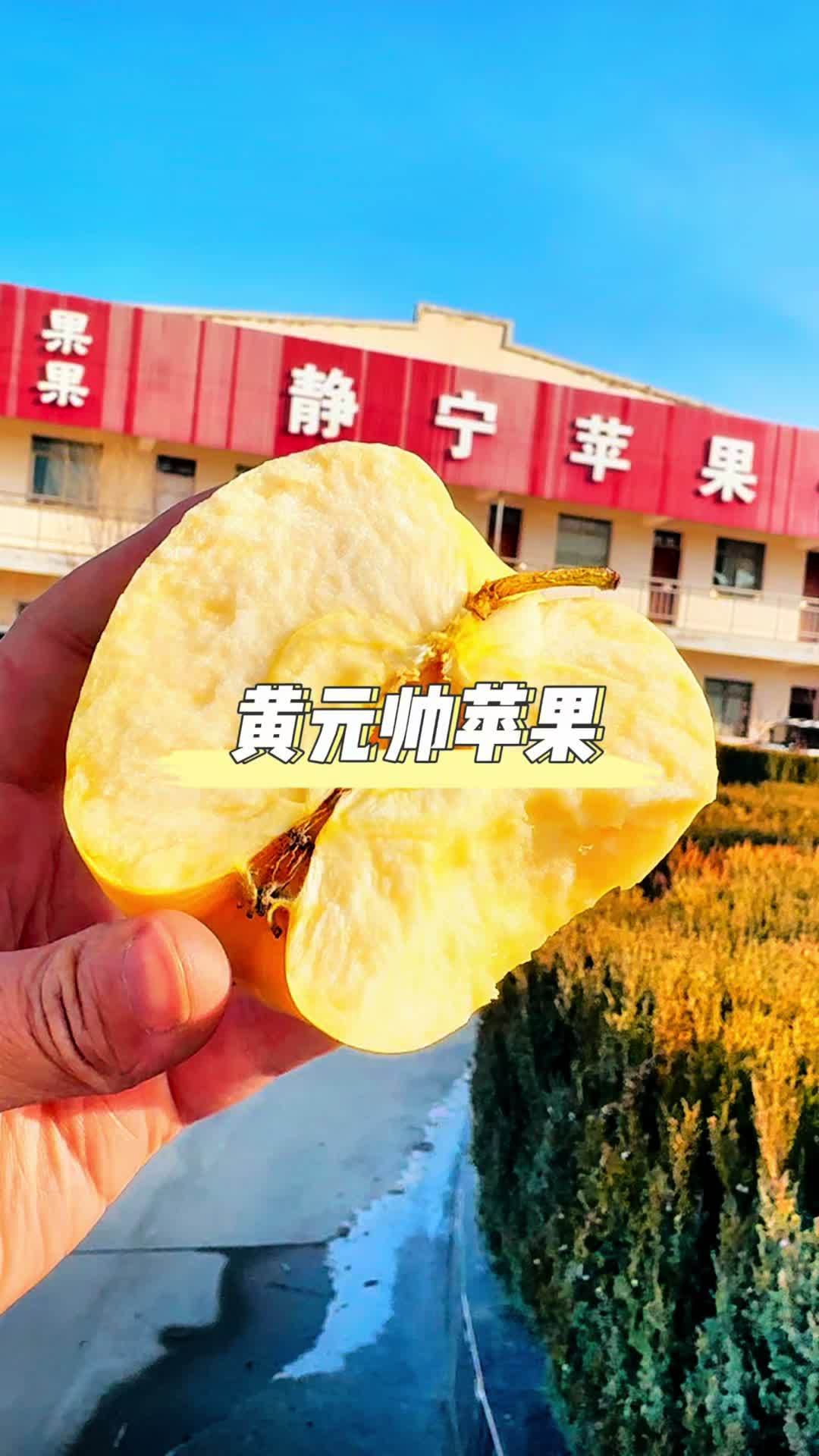 甘肃老品种黄元帅苹果,咬一口慢慢地果香味,粉面香甜、小时候记忆中的味道 创作灵感 香甜粉面