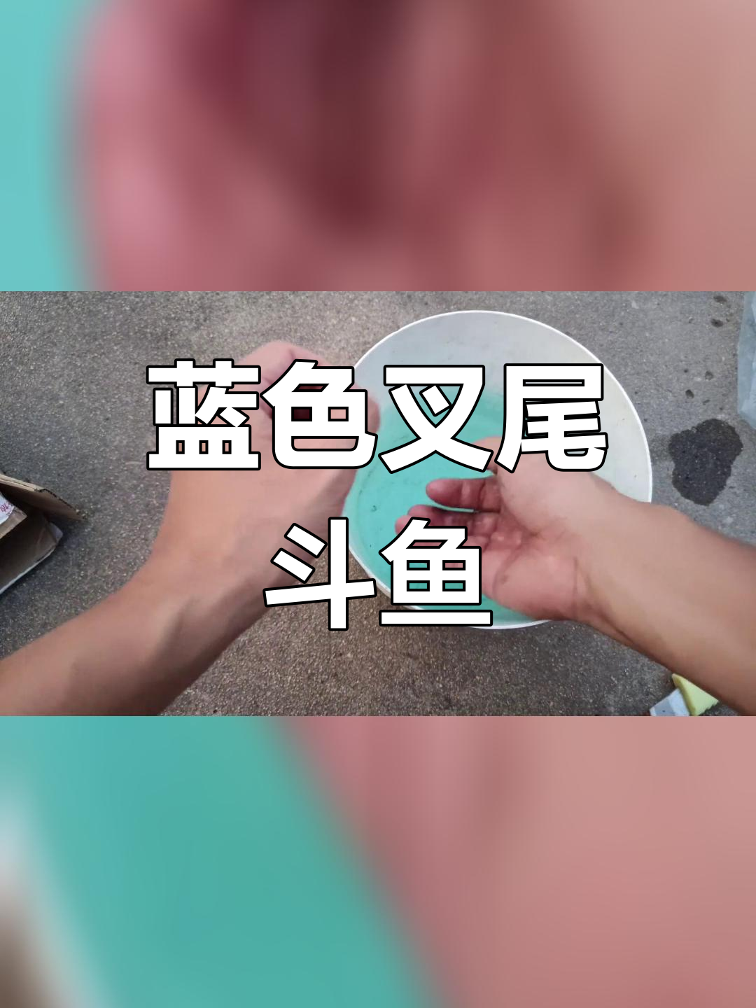 一分钱买蓝斗鱼,跳水逃生