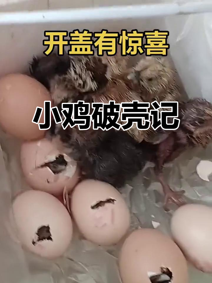 21天孵化,小鸡终于出壳了!