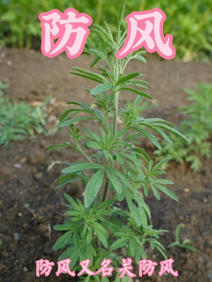 防风又名关防风