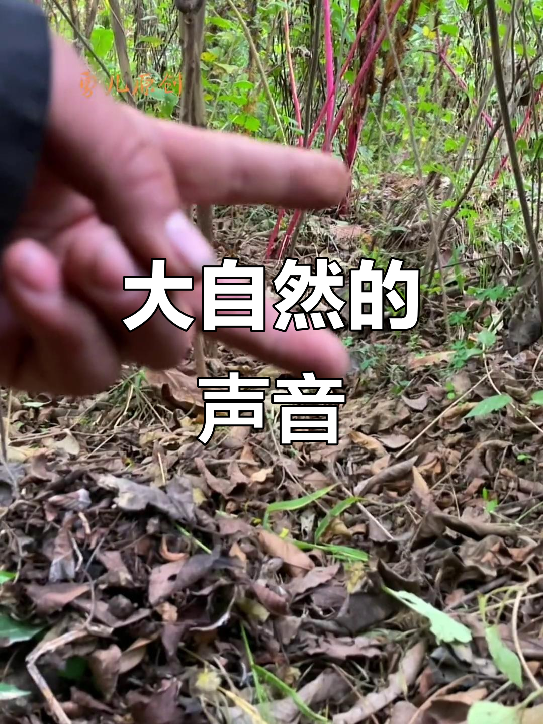 感受竹鸡的鸣叫,体验大自然的独特韵律