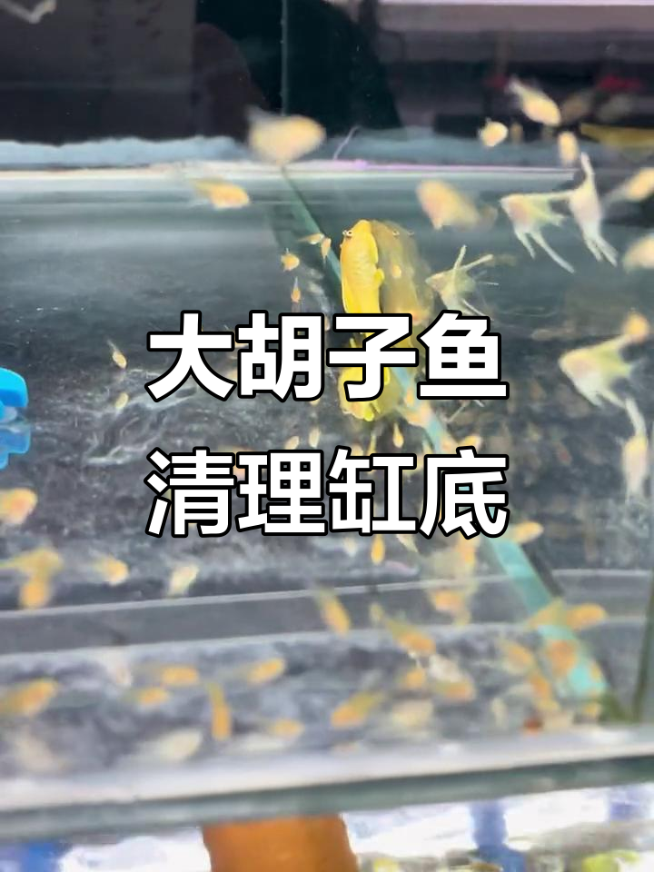 黄金大胡子鱼:缸中清洁工,不吃小鱼苗