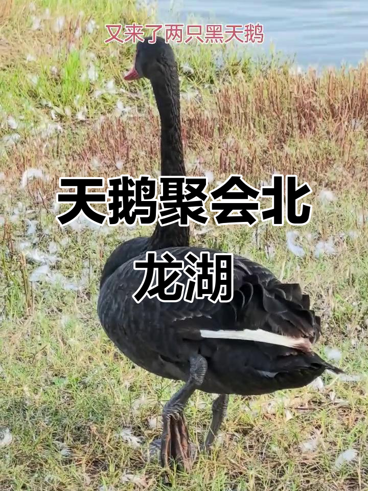 北龙湖迎来天鹅盛景,黑白天鹅齐聚一堂