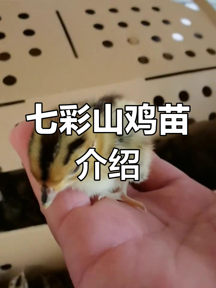 七彩山鸡苗:绿色养殖新选择,农村创业好机会