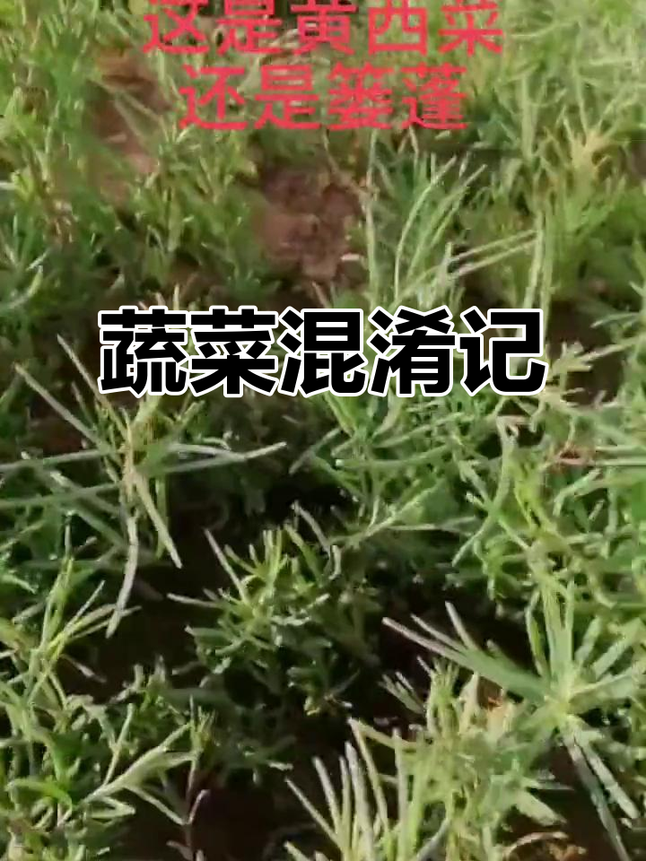 上次拔错菜,这次又搞混了。黄西菜和篓蓬傻傻分不清!