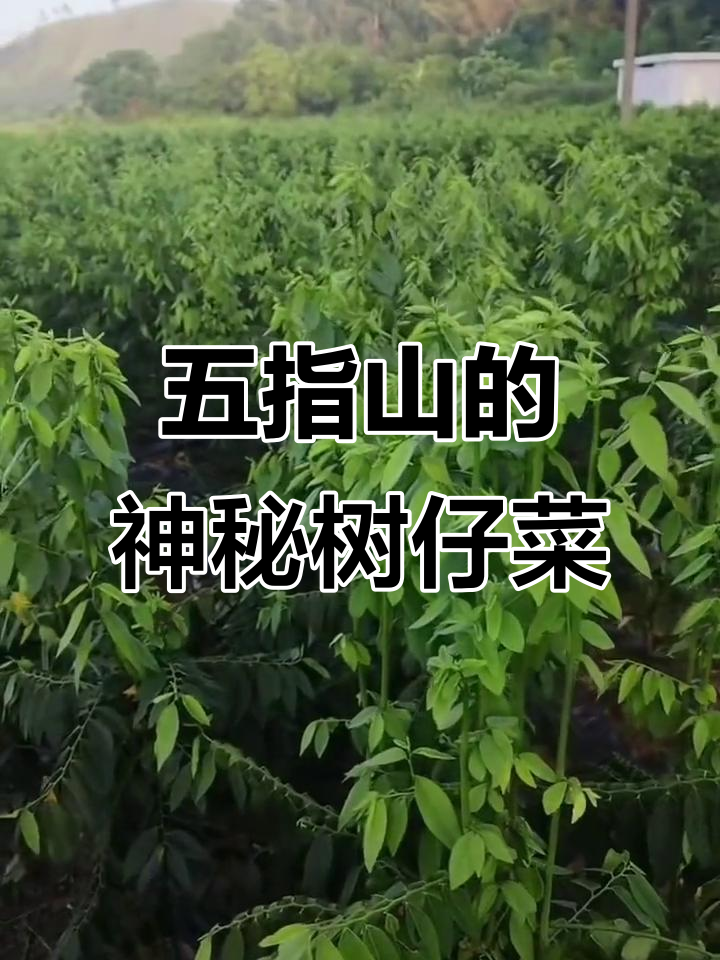 海南五指山独特野菜:树仔菜的秘密