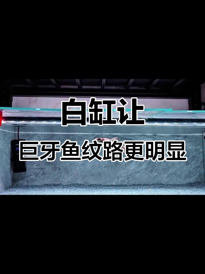 巨牙鱼换缸后纹路更清晰,白钢饲养效果大揭秘