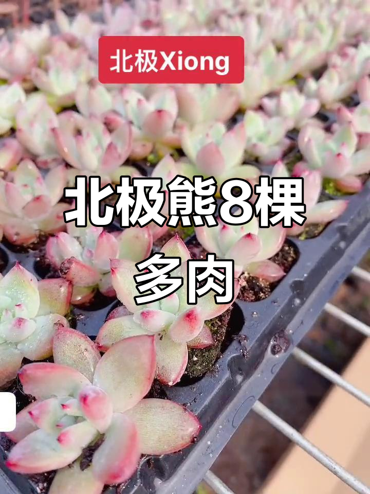 北极熊多肉组合,8颗超值福利,效果惊艳!