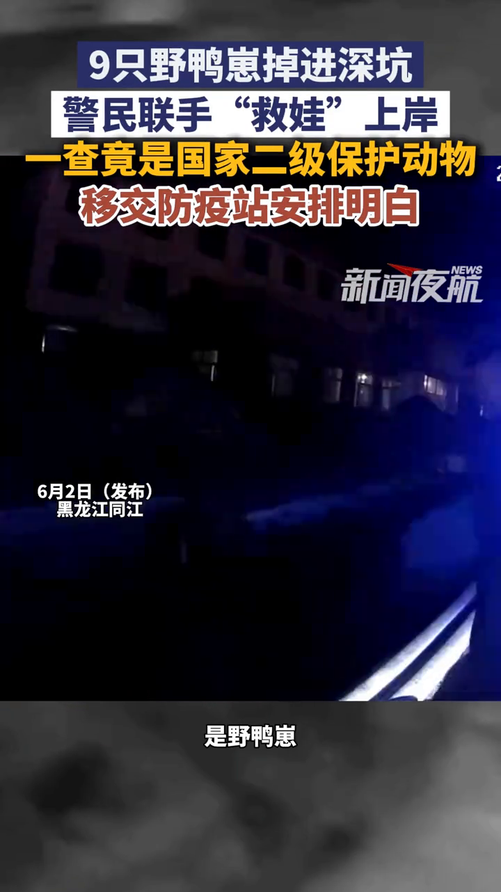 9只野鸭崽掉深坑，警民联手“救娃”，一查竟是国家二级保护动物