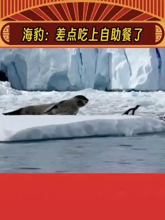 海豹:差点就吃上自助餐了#娱乐评论大赏 #海豹 #企鹅