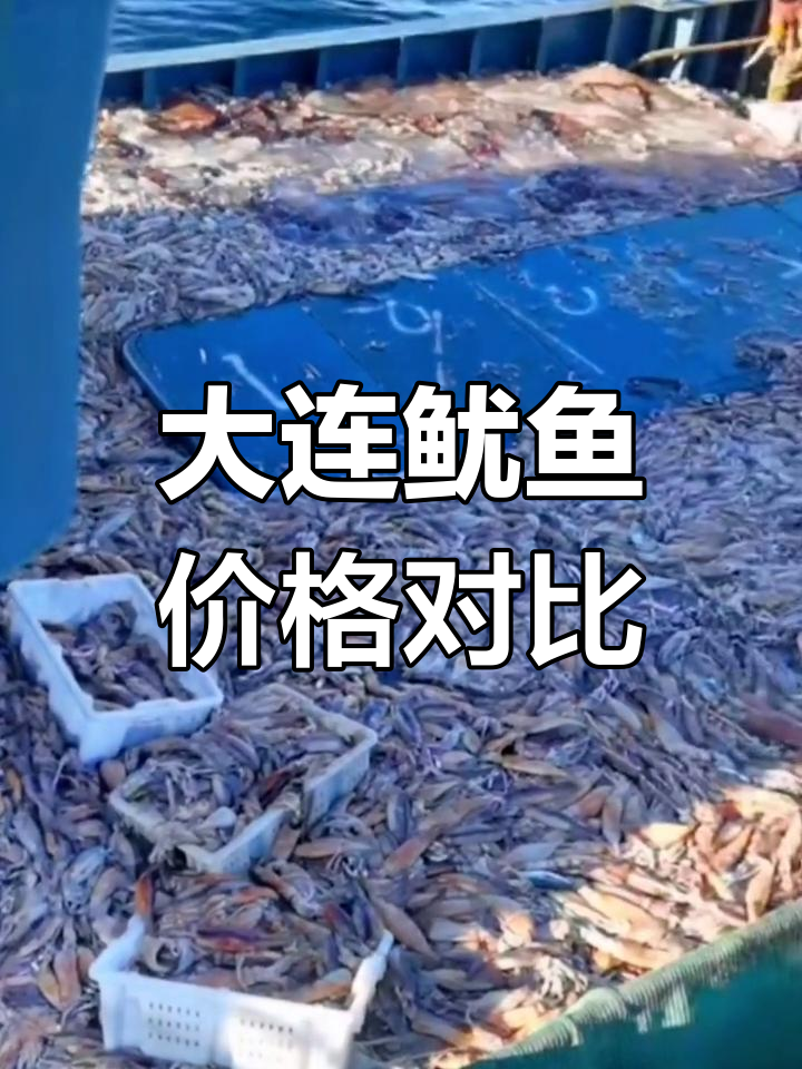 大连海鲜鱿鱼价格大揭秘,批发与网红差价惊人