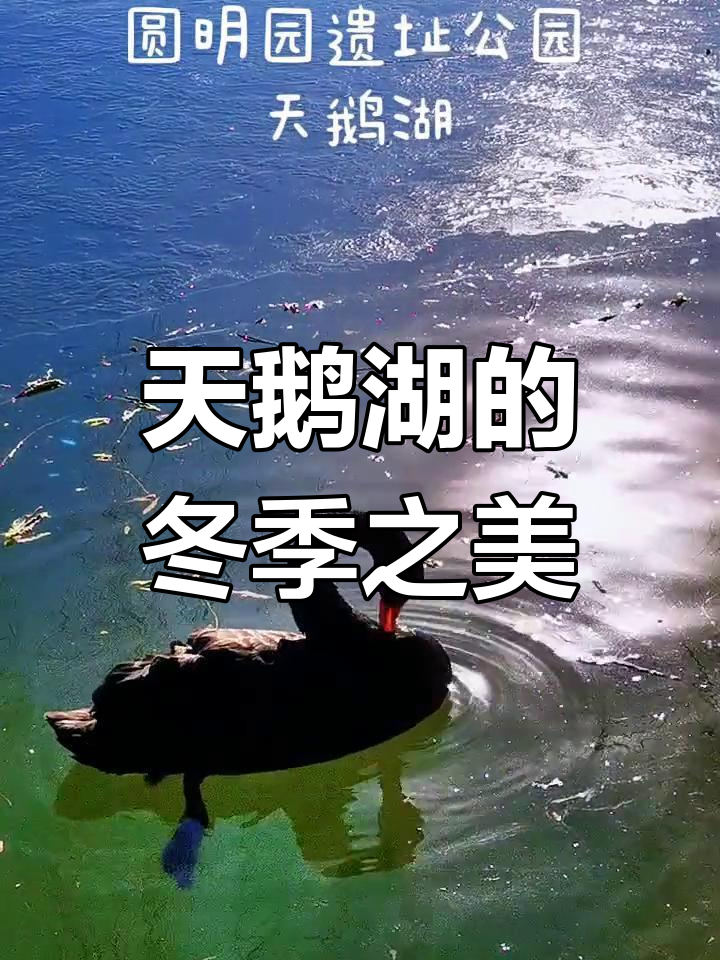 寒冬中的天鹅湖,阳光洒下银光,美景如画