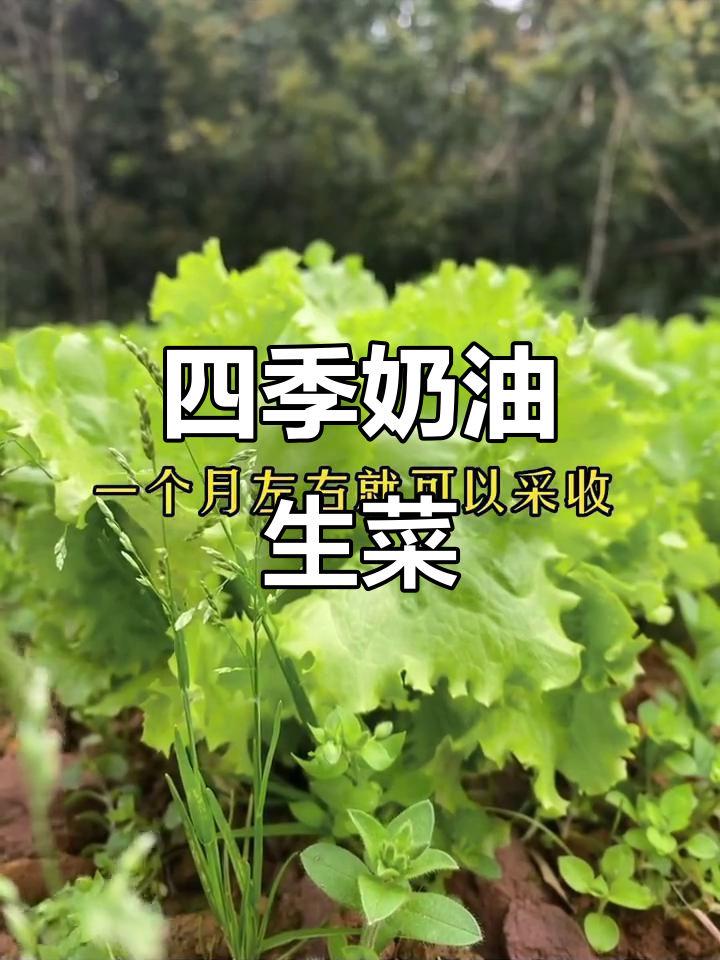 四季常绿,奶油生菜轻松种!三天发芽,一个月收获脆嫩美味