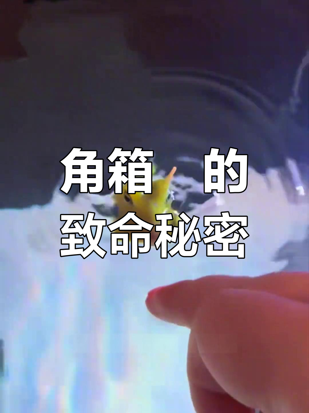 角箱鲀:我毒死自己也不难,别轻易惹我!