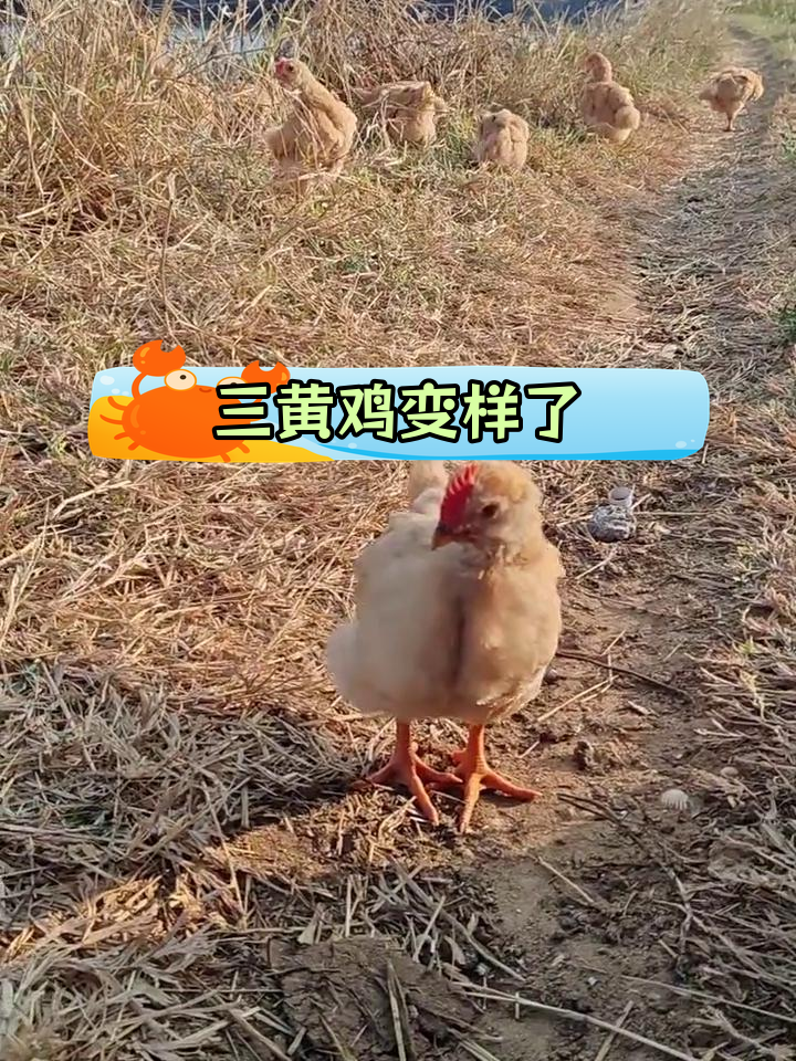 网购三黄鸡越长越奇怪,竟然长胡子了!