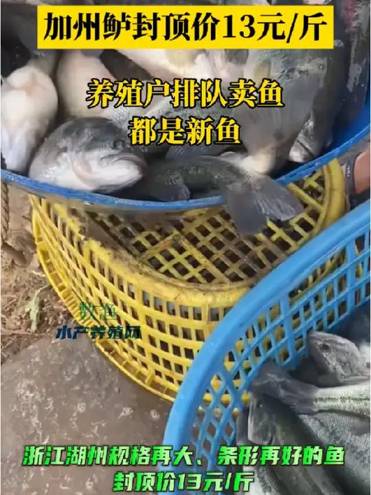 养殖户担心后期价格继续掉,所以出现排队卖鱼的现象,价格继续下行。水产养殖 加州鲈鱼 鲈鱼 