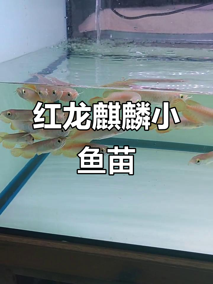 印尼坤甸小龙鱼苗,红龙麒麟品种揭秘